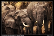Mammals and scenes
